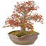 Acer palmatum, 31 cm, ± 20 jaar oud, in handgemaakte Japanse nanban pot