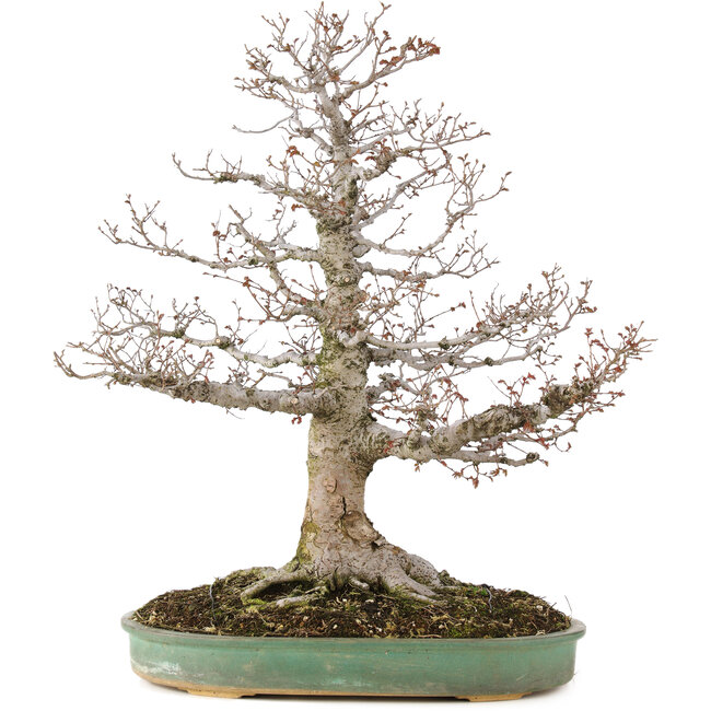 Zelkova serrata, 56 cm, ± 35 jaar oud