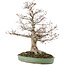 Zelkova serrata, 56 cm, ± 35 jaar oud