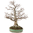 Zelkova serrata, 56 cm, ± 35 ans