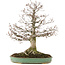 Zelkova serrata, 56 cm, ± 35 ans