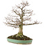 Zelkova serrata, 56 cm, ± 35 years old