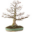 Zelkova serrata, 56 cm, ± 35 years old