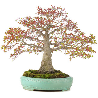Acer palmatum, 42 cm, ± 35 años