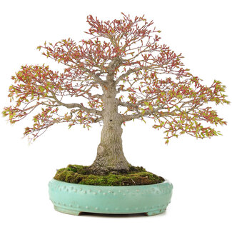 Acer palmatum, 42 cm, ± 35 jaar oud