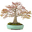 Acer palmatum, 42 cm, ± 35 Jahre alt, mit einer Nebari von 13 cm