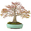 Acer palmatum, 42 cm, ± 35 years old, with a nebari of 13 cm