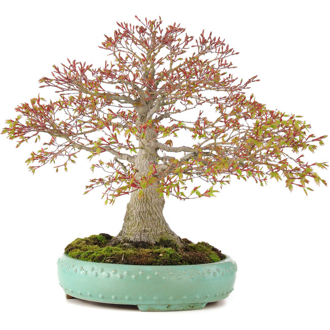Acer palmatum, 42 cm, ± 35 ans, avec un nebari de 13 cm