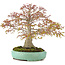 Acer palmatum, 42 cm, ± 35 anni, con un nebari di 13 cm