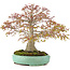 Acer palmatum, 42 cm, ± 35 Jahre alt, mit einer Nebari von 13 cm