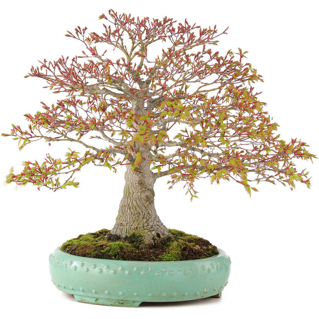 Acer palmatum, 42 cm, ± 35 ans, avec un nebari de 13 cm