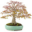 Acer palmatum, 42 cm, ± 35 Jahre alt, mit einer Nebari von 13 cm