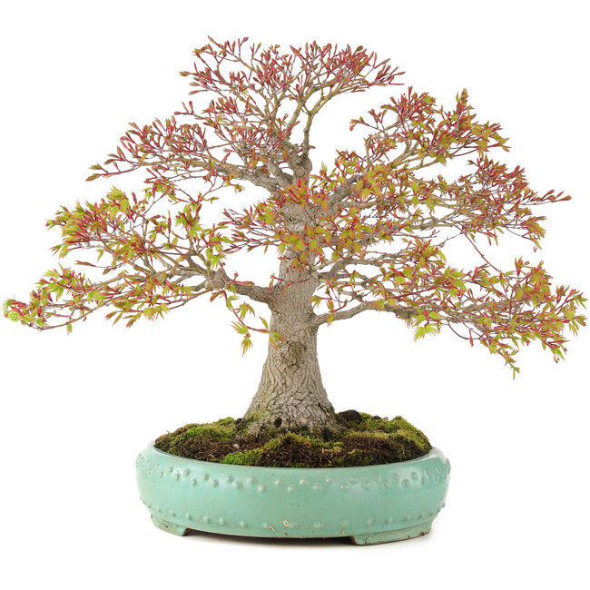 Acer palmatum, 42 cm, ± 35 years old, with a nebari of 13 cm