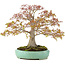 Acer palmatum, 42 cm, ± 35 Jahre alt, mit einer Nebari von 13 cm