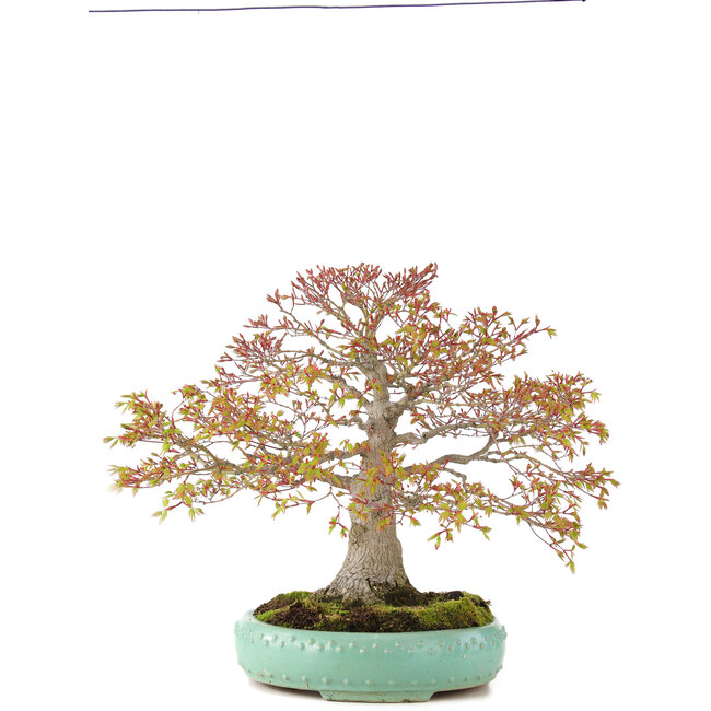 Acer palmatum, 42 cm, ± 35 anni, con un nebari di 13 cm