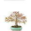 Acer palmatum, 42 cm, ± 35 años, con nebari de 13 cm