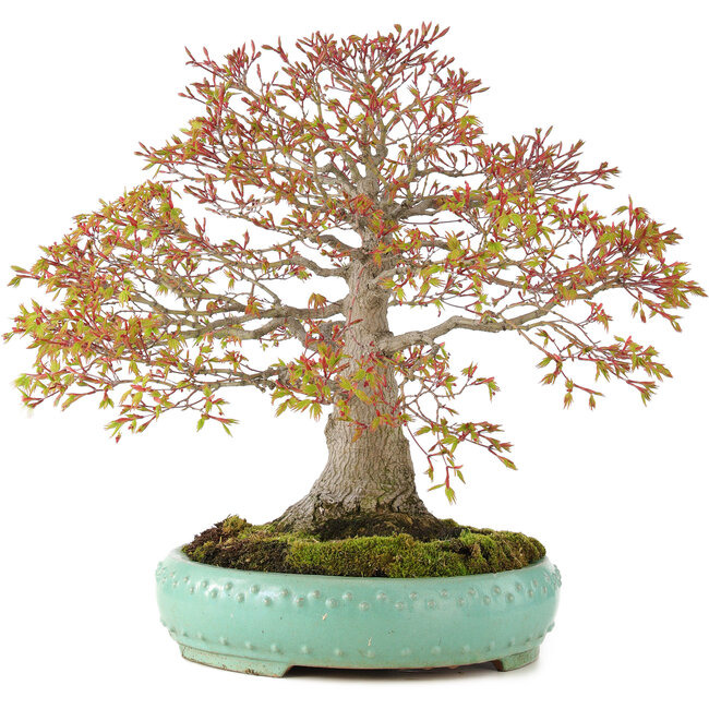 Acer palmatum, 42 cm, ± 35 years old, with a nebari of 13 cm