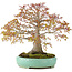 Acer palmatum, 42 cm, ± 35 anni, con un nebari di 13 cm