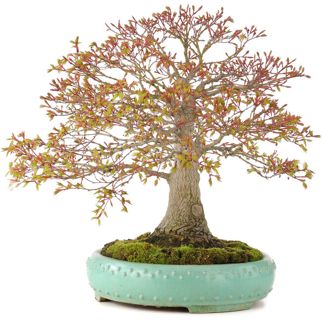 Acer palmatum, 42 cm, ± 35 Jahre alt, mit einer Nebari von 13 cm