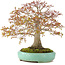 Acer palmatum, 42 cm, ± 35 Jahre alt, mit einer Nebari von 13 cm