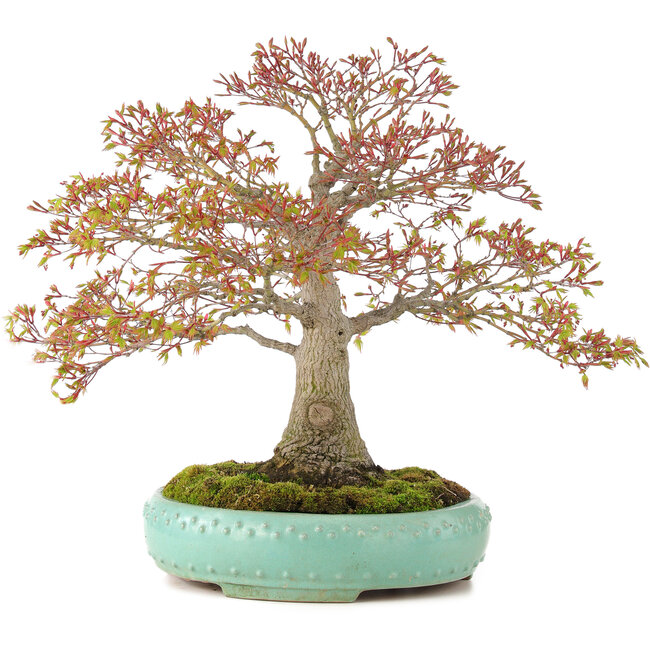 Acer palmatum, 42 cm, ± 35 ans, avec un nebari de 13 cm