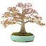 Acer palmatum, 42 cm, ± 35 años, con nebari de 13 cm