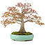Acer palmatum, 42 cm, ± 35 Jahre alt, mit einer Nebari von 13 cm