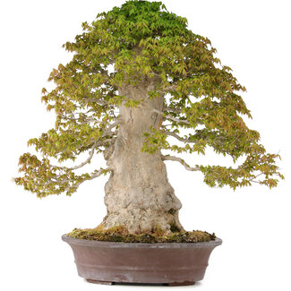 Acer buergerianum, 75 cm, ± 40 años
