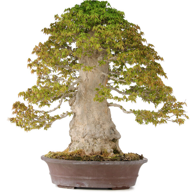 Acer buergerianum, 75 cm, ± 40 anni