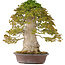Acer buergerianum, 75 cm, ± 40 anni