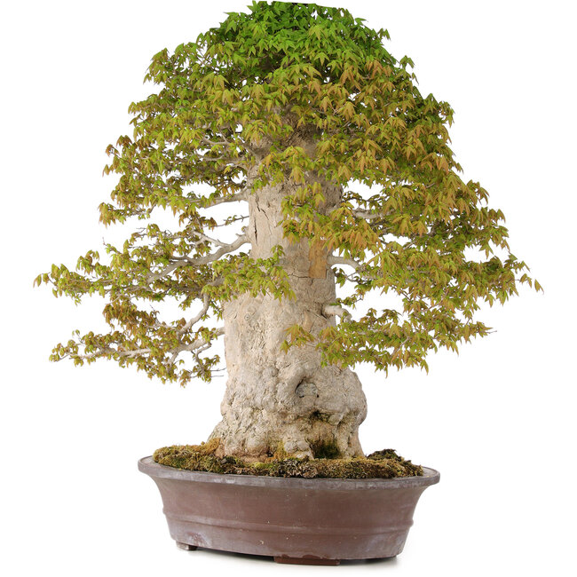 Acer buergerianum, 75 cm, ± 40 jaar oud
