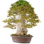 Acer buergerianum, 75 cm, ± 40 anni