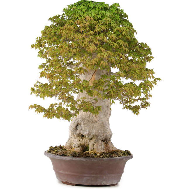 Acer buergerianum, 75 cm, ± 40 ans