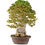 Acer buergerianum, 75 cm, ± 40 anni
