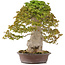 Acer buergerianum, 75 cm, ± 40 anni