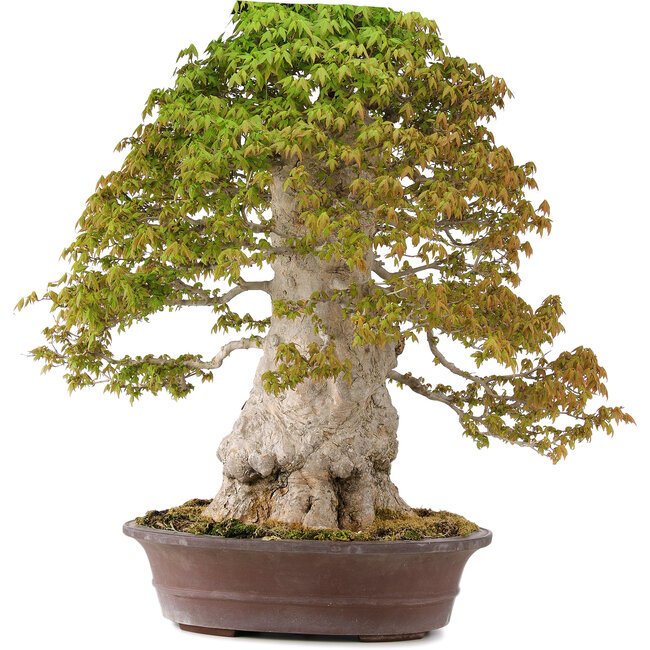 Acer buergerianum, 75 cm, ± 40 Jahre alt