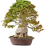 Acer buergerianum, 75 cm, ± 40 anni