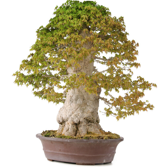 Acer buergerianum, 75 cm, ± 40 years old