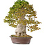 Acer buergerianum, 75 cm, ± 40 anni