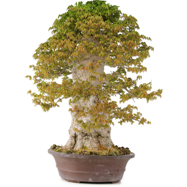 Acer buergerianum, 75 cm, ± 40 jaar oud