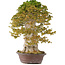 Acer buergerianum, 75 cm, ± 40 anni