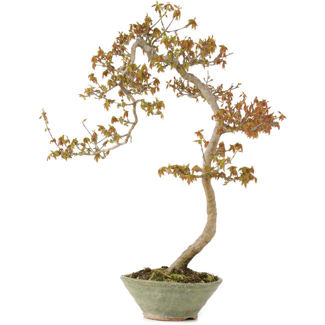 Acer buergerianum, 68 cm, ± 20 years old, in handmade Japanese pot
