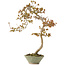 Acer buergerianum, 68 cm, ± 20 years old, in handmade Japanese pot