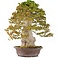 Acer buergerianum, 75 cm, ± 40 anni