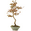 Acer buergerianum, 68 cm, ± 20 years old, in handmade Japanese pot