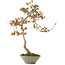 Acer buergerianum, 68 cm, ± 20 years old, in handmade Japanese pot