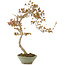 Acer buergerianum, 68 cm, ± 20 years old, in handmade Japanese pot