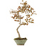 Acer buergerianum, 68 cm, ± 20 anni, in vaso giapponese fatto a mano