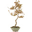 Acer buergerianum, 68 cm, ± 20 anni, in vaso giapponese fatto a mano