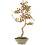 Acer buergerianum, 68 cm, ± 20 years old, in handmade Japanese pot